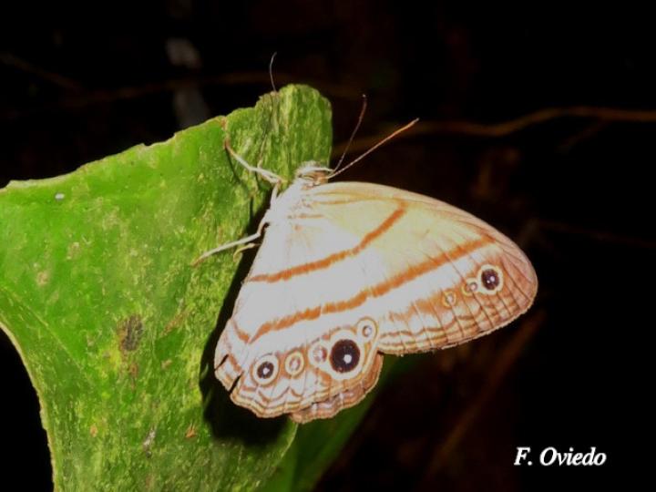 Amiga arnaca (Sátira manchada azul)