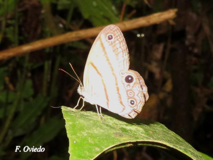 Amiga arnaca (Sátira manchada azul)