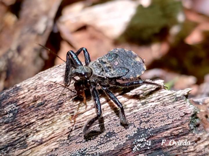 Apiomerus hirtipes (Chinche asesina)