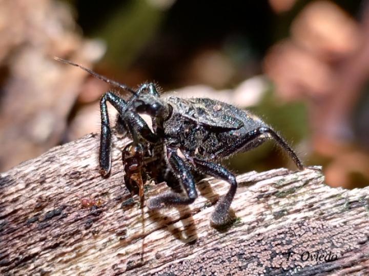 Apiomerus hirtipes (Chinche asesina)