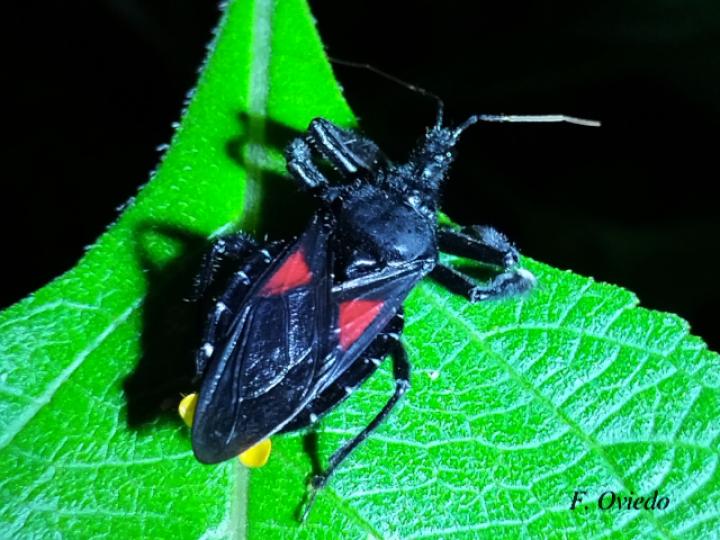Apiomerus hirtipes (Chinche asesina)