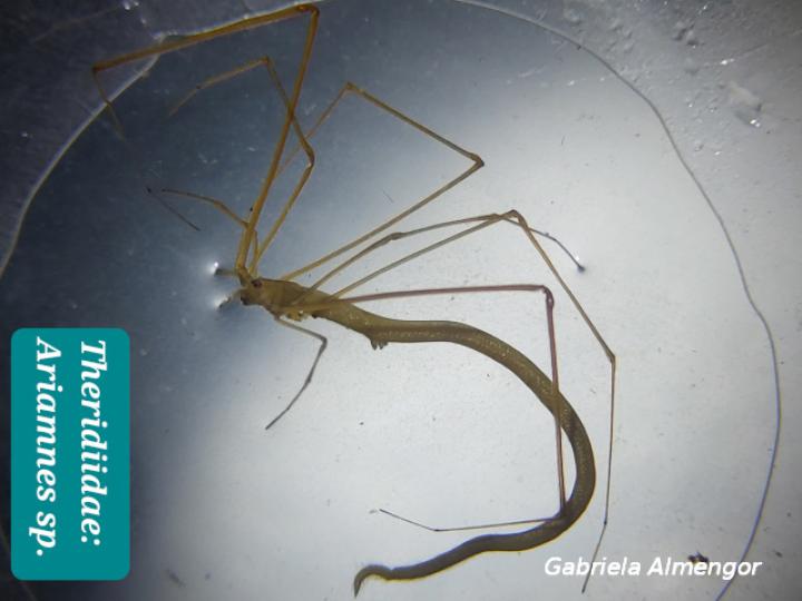 Ariamnes sp (Arañas de abdomen alargado)