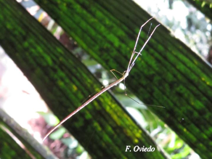 Ariamnes sp (Arañas de abdomen alargado)