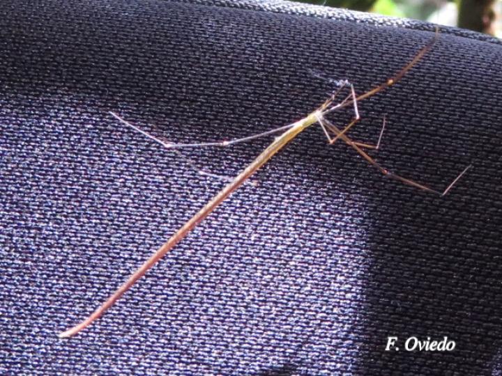 Ariamnes sp (Arañas de abdomen alargado)