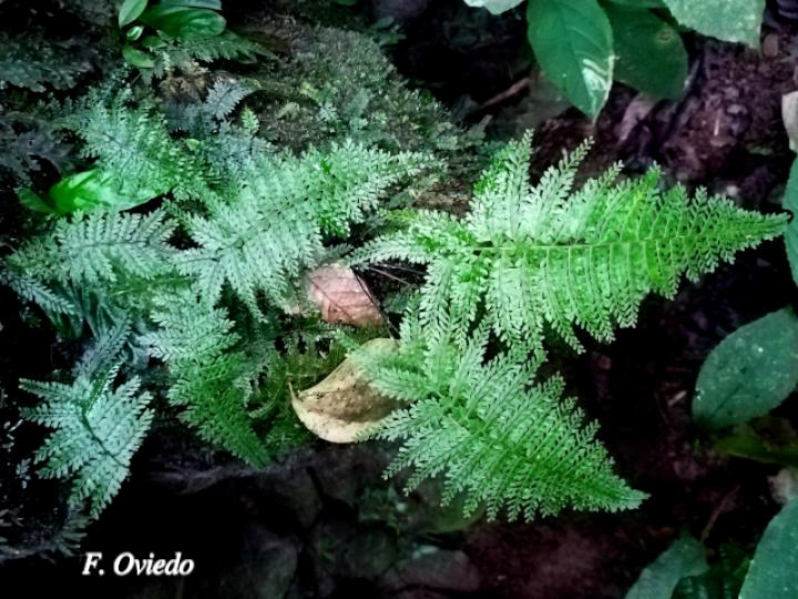 Asplenium uniseriale