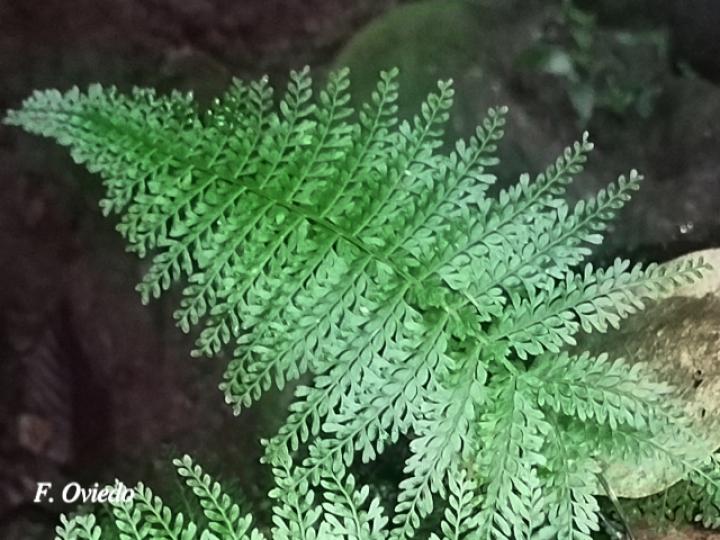 Asplenium uniseriale