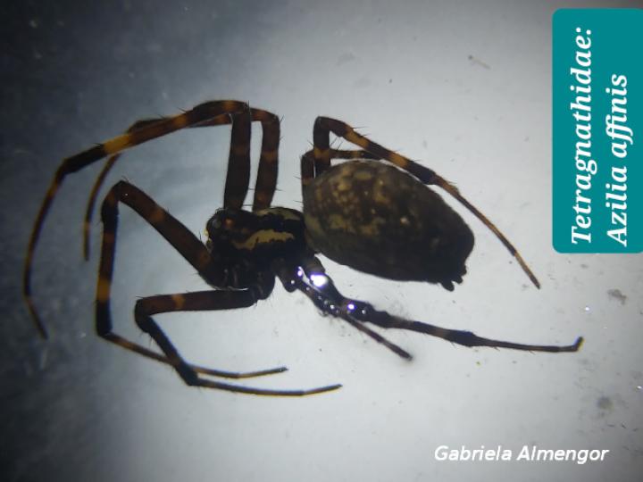 Azilia affinis