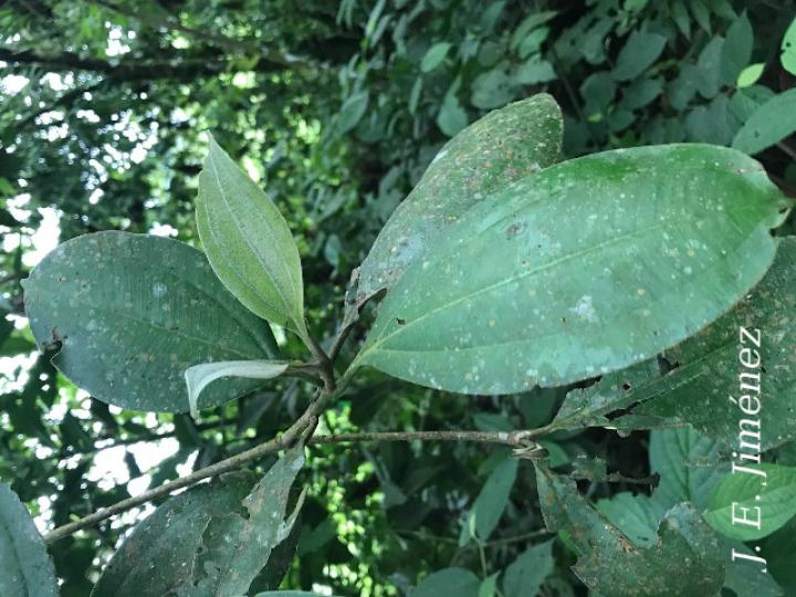 Blakea scarlatina (San Miguel)