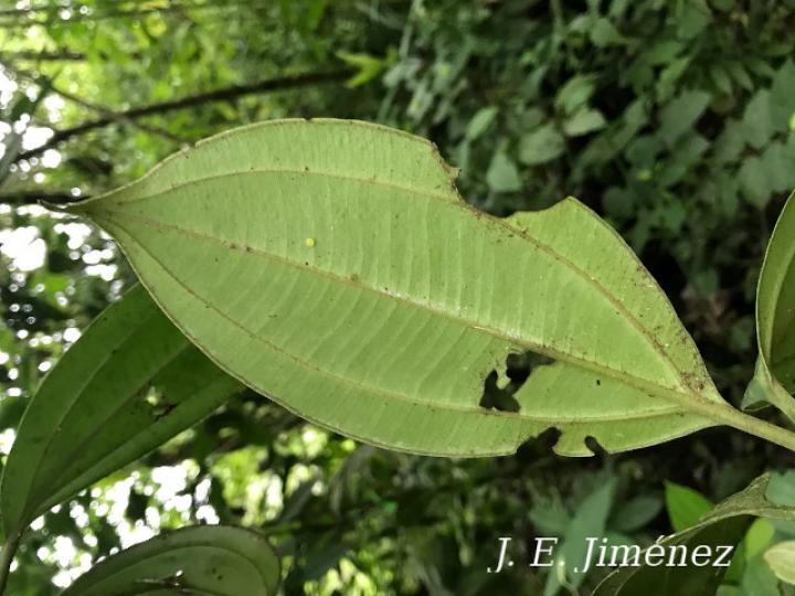 Blakea scarlatina (San Miguel)