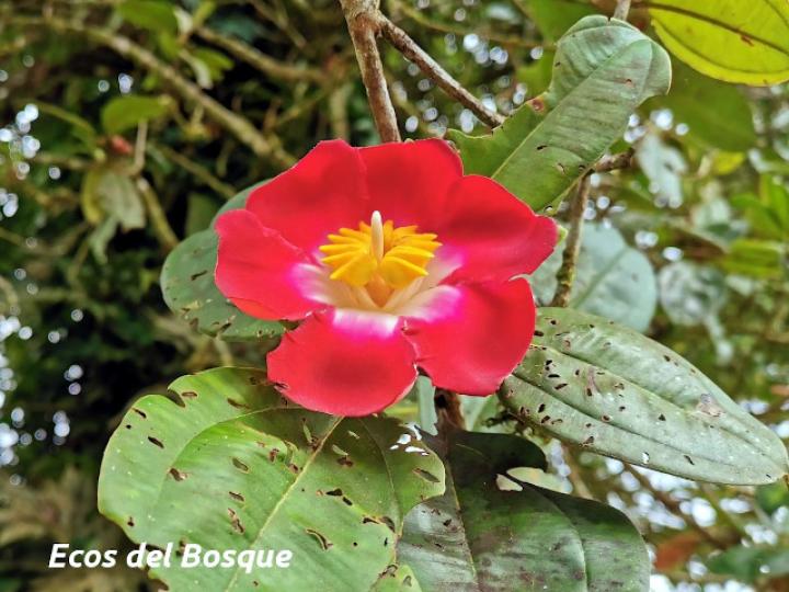 Blakea scarlatina (San Miguel)