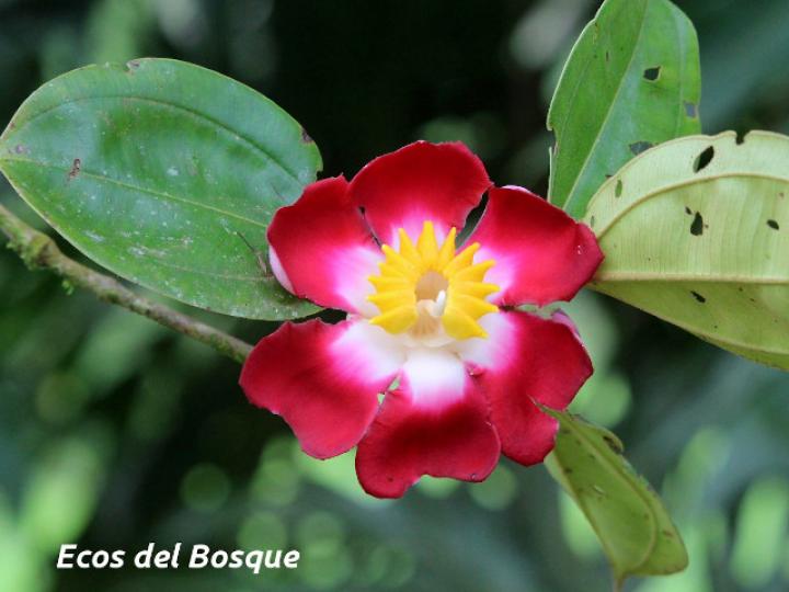Blakea scarlatina (San Miguel)