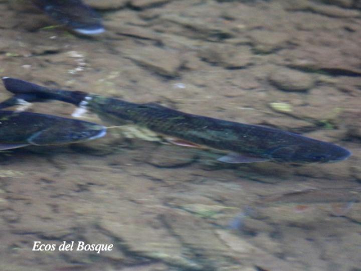 Brycon guatemalensis (Machaca, Sabalete)