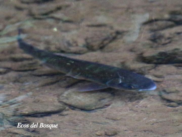 Brycon guatemalensis (Machaca, Sabalete)