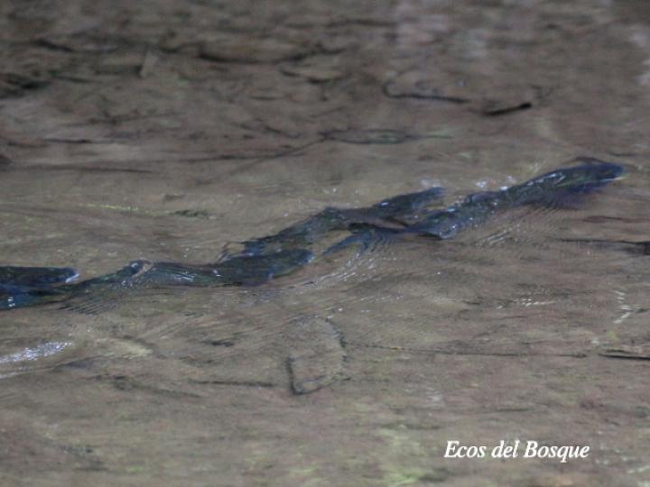 Brycon guatemalensis (Machaca, Sabalete)