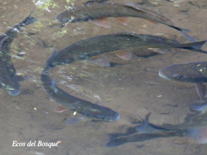Brycon guatemalensis (Machaca, Sabalete)