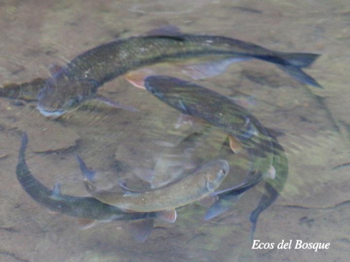 Brycon guatemalensis (Machaca, Sabalete)