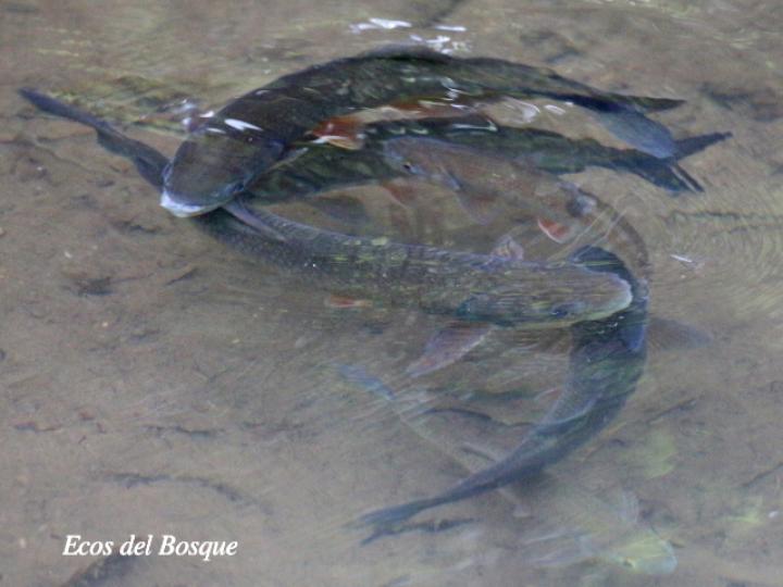 Brycon guatemalensis (Machaca, Sabalete)