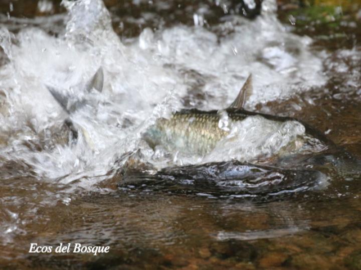 Brycon guatemalensis (Machaca, Sabalete)