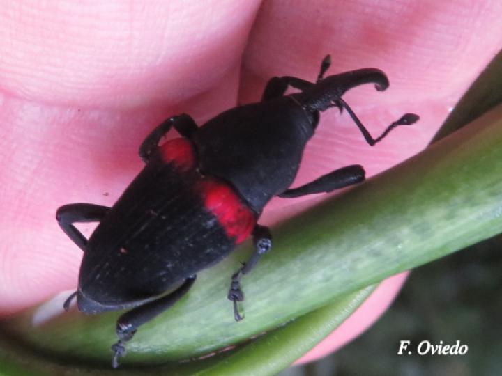 Cactophagus sanguinolentus