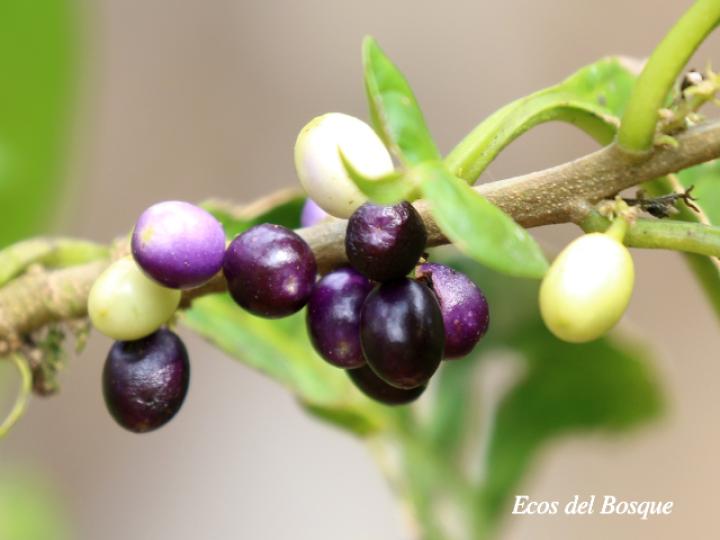 Cestrum schlechtendalii