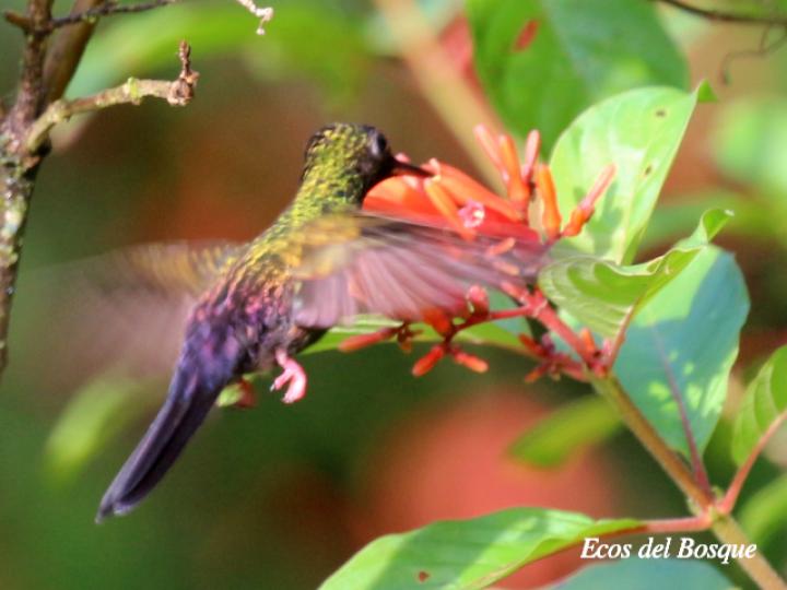 Patirrojo visita Hamelia Patens
