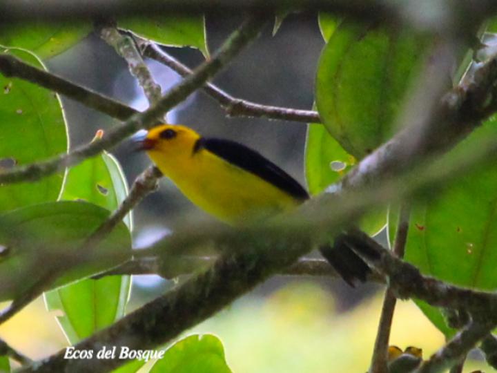 Blakea scarlatina (San Miguel)