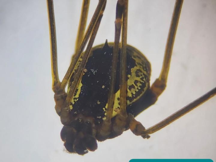 Cynorta sp (Cosechadoras)