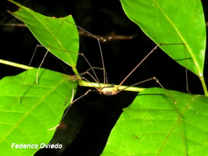 Cynorta sp (Cosechadoras)