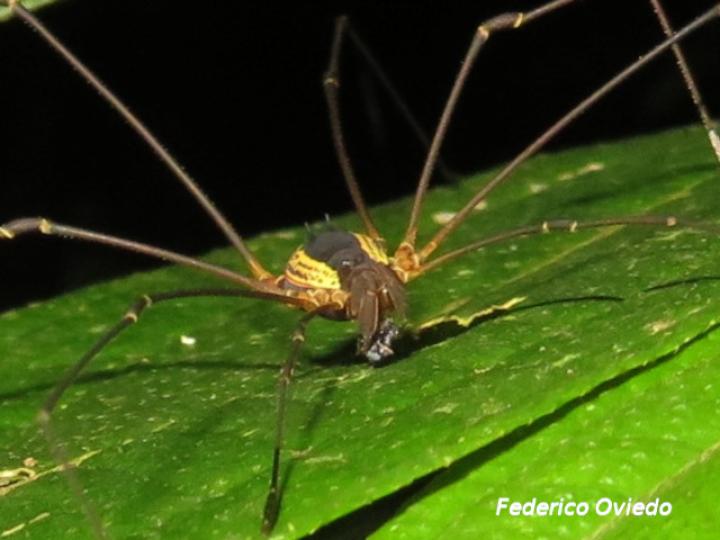 Cynorta sp (Cosechadoras)