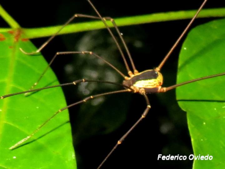 Cynorta sp (Cosechadoras)