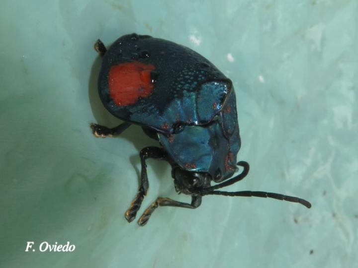 Discomorpha distincta