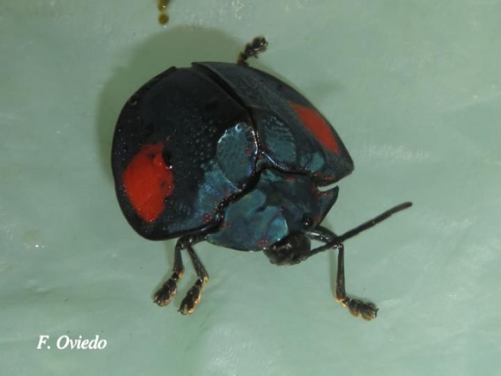 Discomorpha distincta