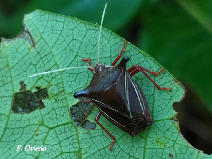 Edessa jugata