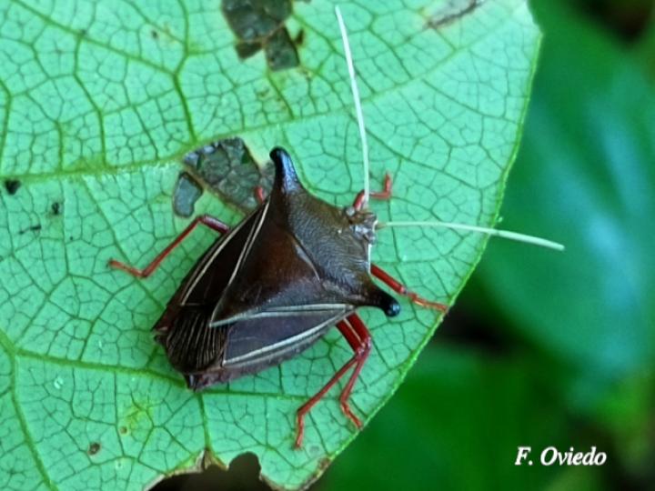 Edessa jugata