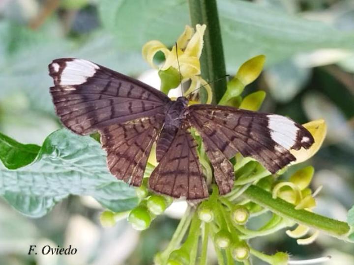Emesis lucinda 