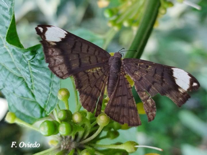 Emesis lucinda 