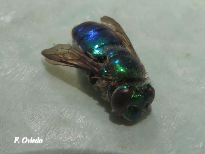 Euglossa azureoviridis (Abeja de las orquídeas)