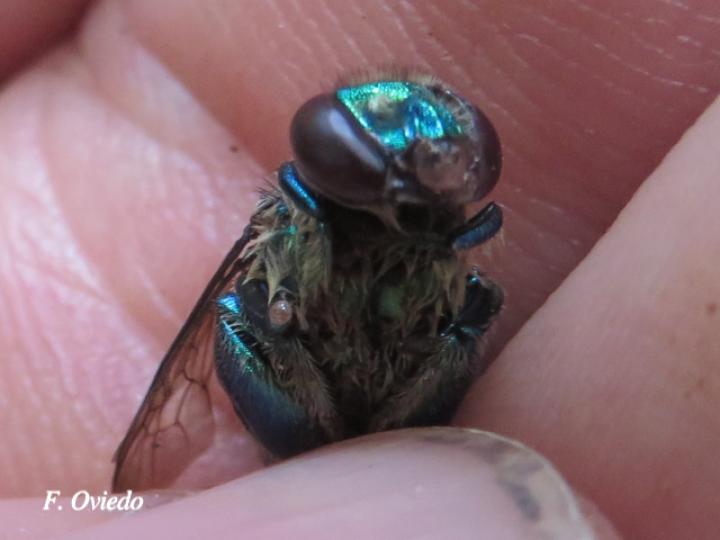 Euglossa azureoviridis (Abeja de las orquídeas)
