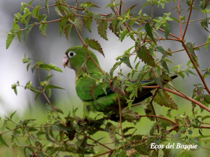 Eupsittula nana en Crotón trinitatis