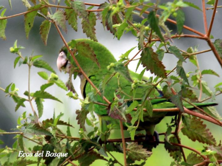 Eupsittula nana en Croton Trinitatis