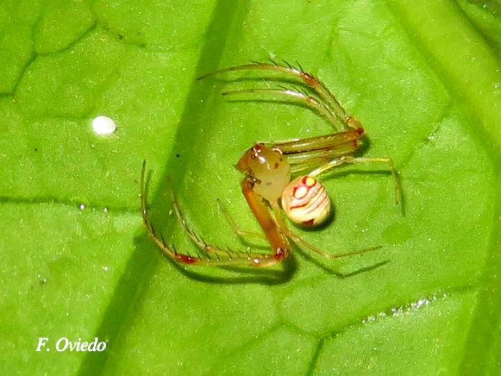 Gelanor sp (Araña pirata)