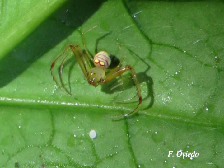 Gelanor sp (Araña pirata)