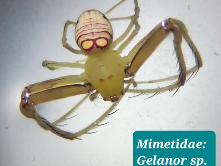 Gelanor sp (Araña pirata)