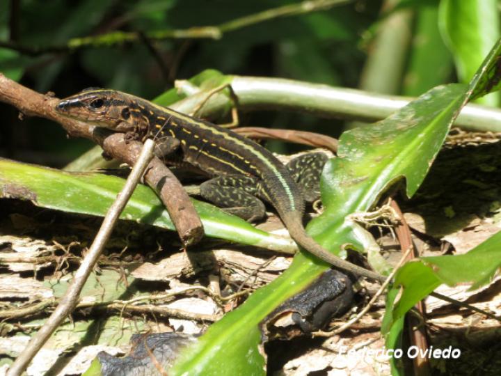 Holcosus festivus (Ameiva centroamericana)