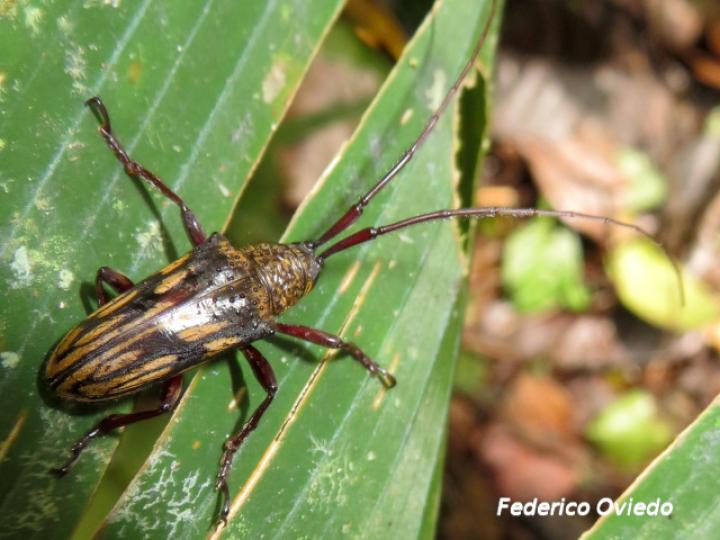 Jamesia multivittata