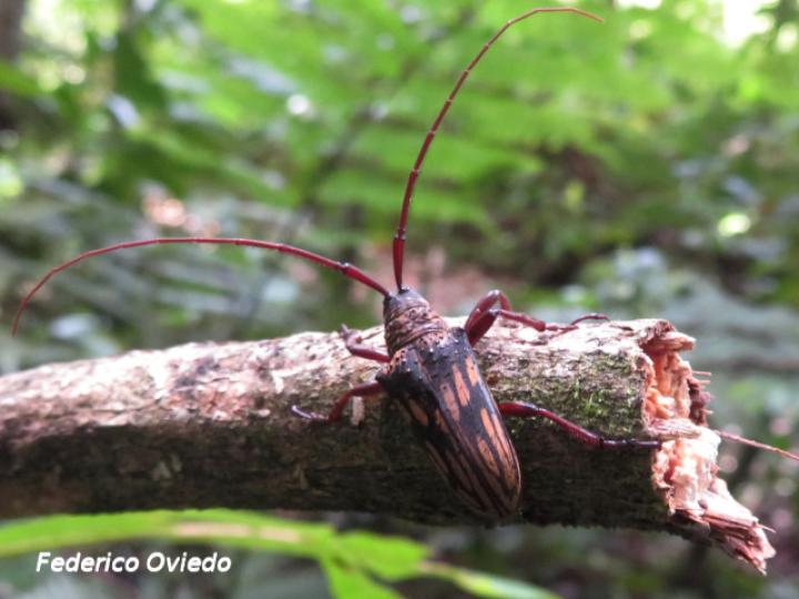 Jamesia multivittata