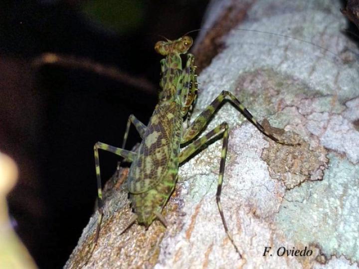 Liturgusa maya (Mantis de corteza)