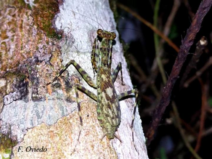 Liturgusa maya (Mantis de corteza)