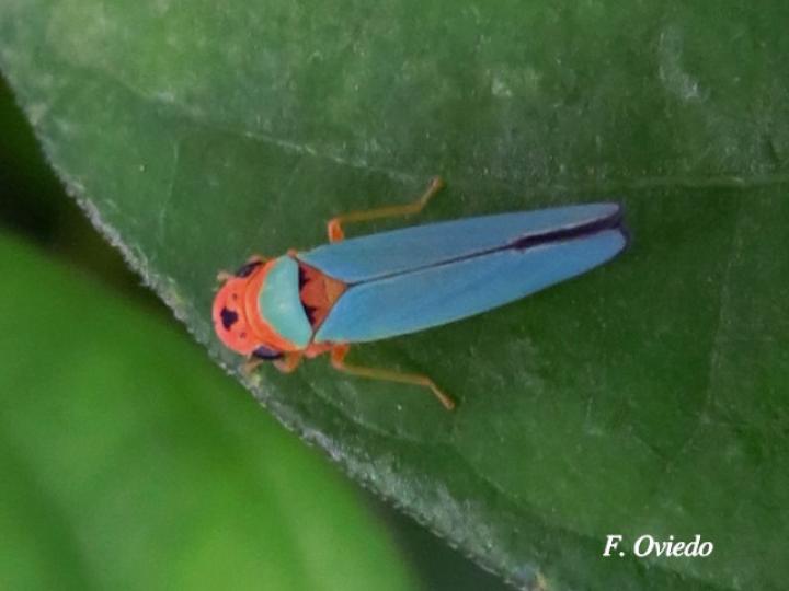 Macunolla ventralis