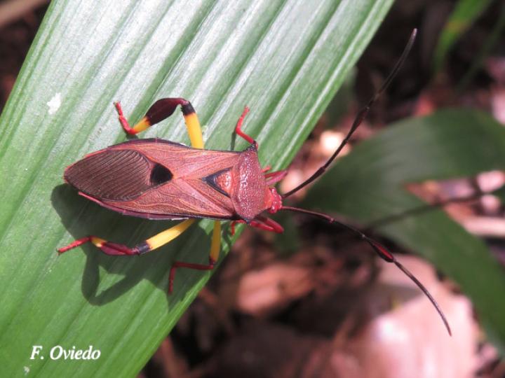 Melucha biolleyi